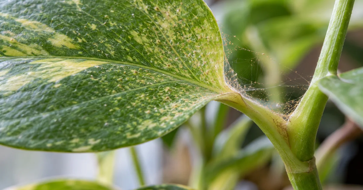 Botanical photo illustrating how to identify spider mites on houseplants