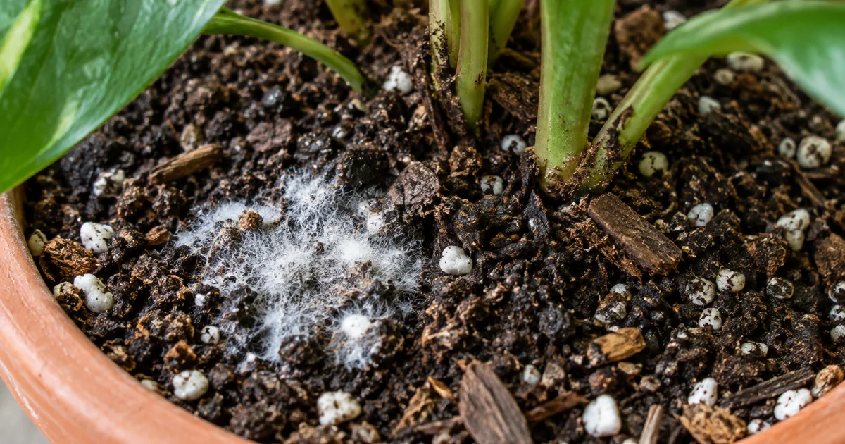 Botanical photo illustrating how to prevent mold and fungus on potting mix