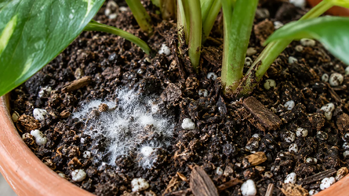 Photo illustrating how to prevent mold and fungus on potting mix