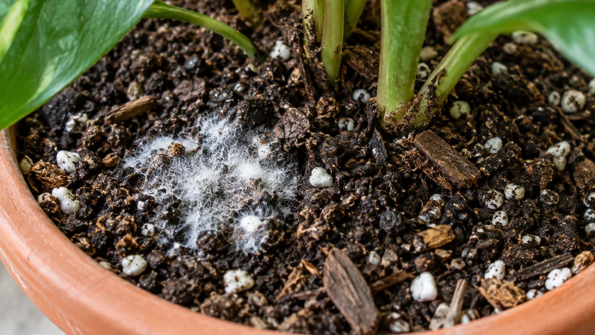 Photo detail related to how to prevent mold and fungus on potting mix