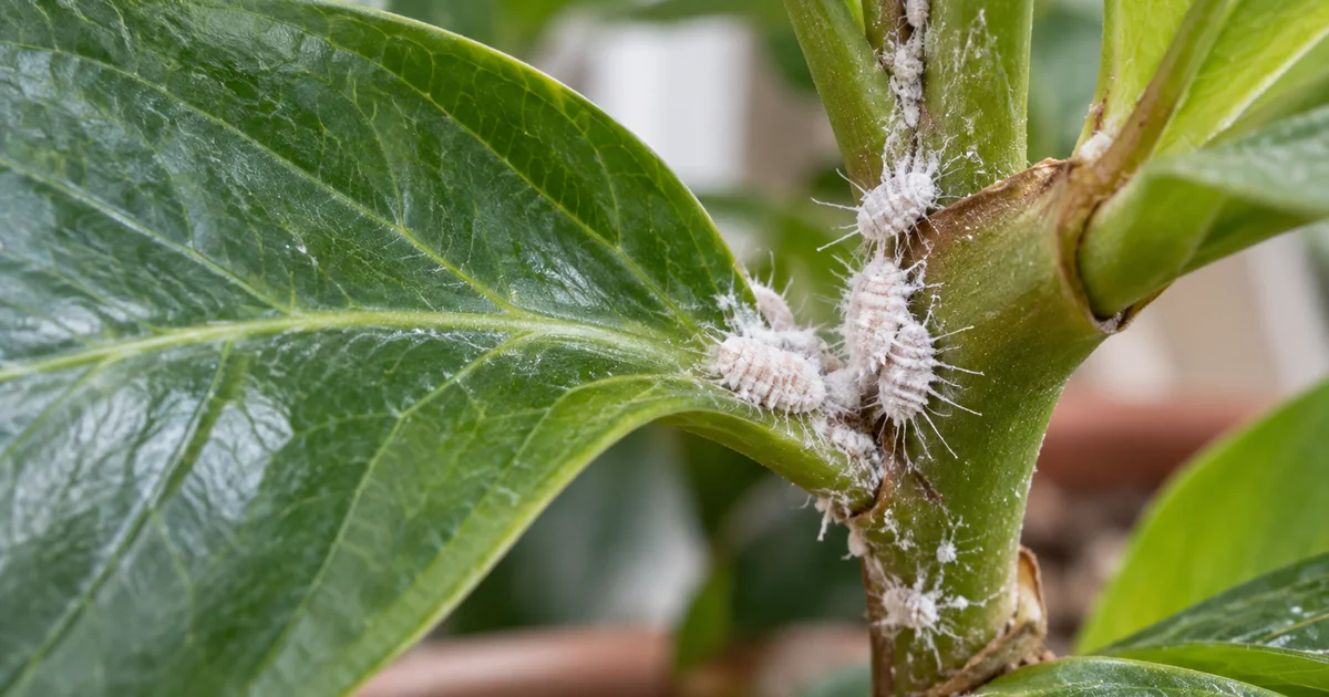 Botanical photo illustrating how to identify and manage mealybugs on plants