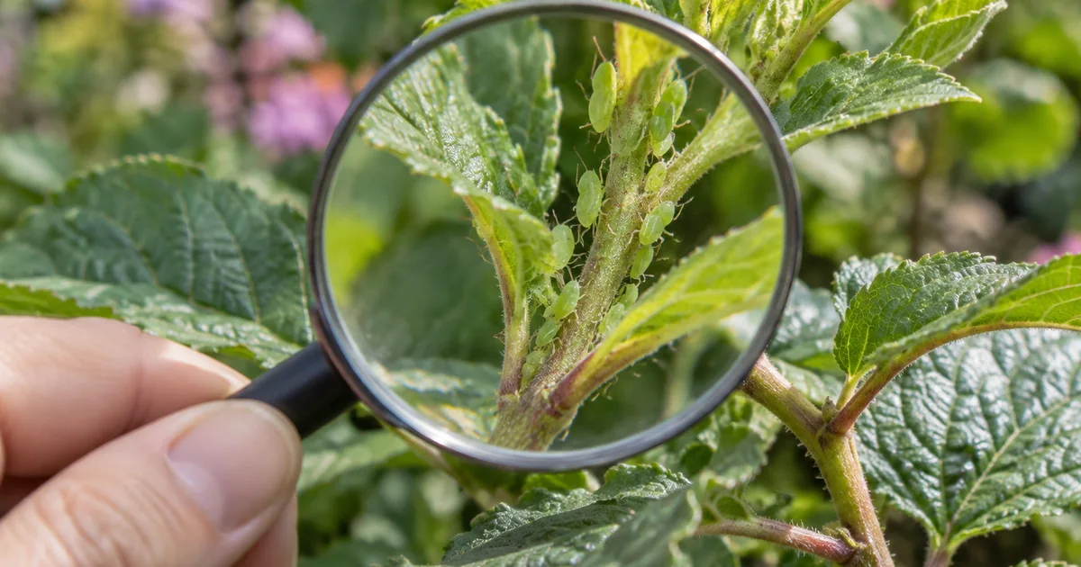 Botanical photo illustrating what to do when you find aphids on plants