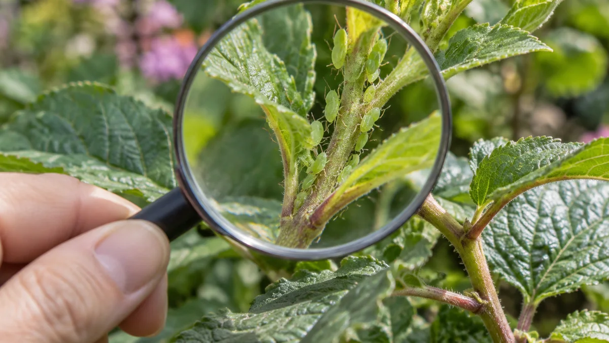Photo detail related to what to do when you find aphids on plants